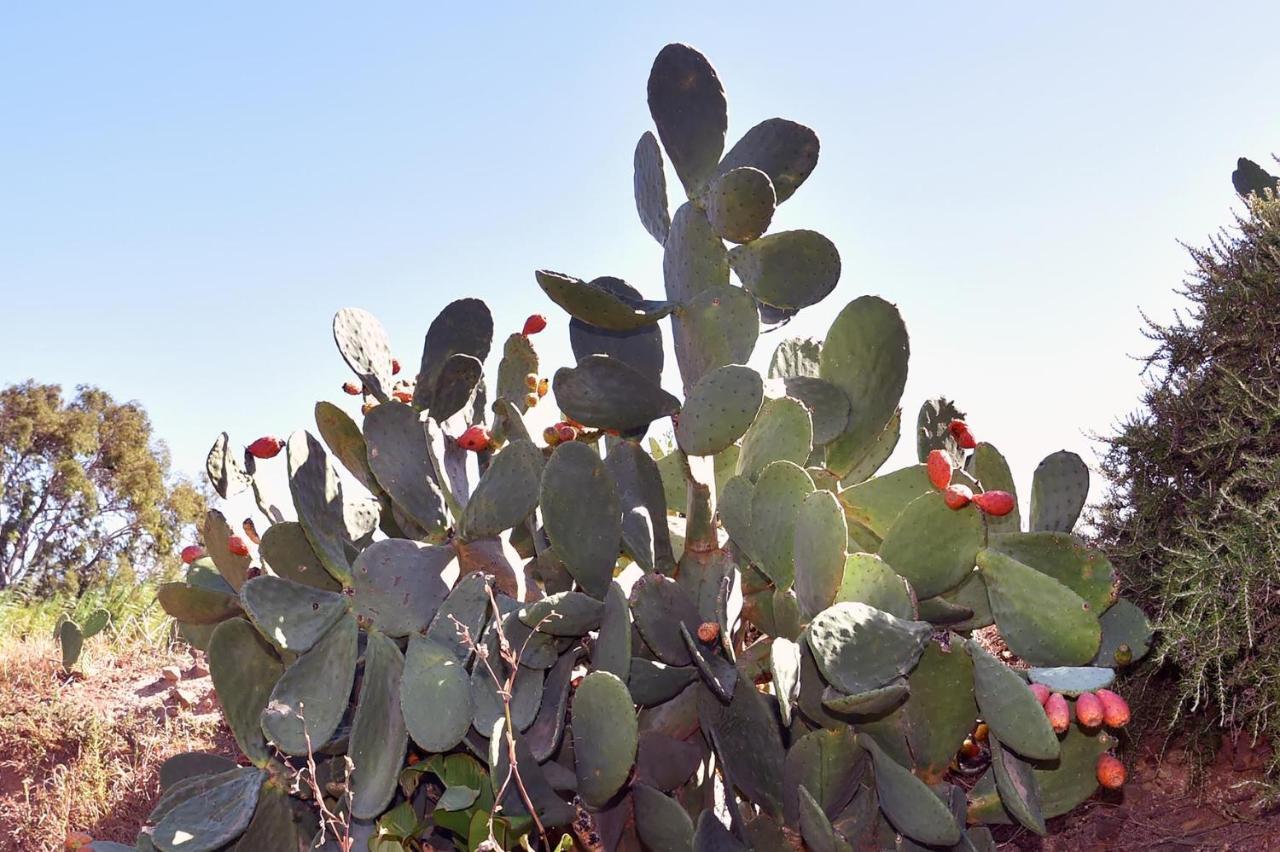 Terracorse Villa Figari  Dış mekan fotoğraf